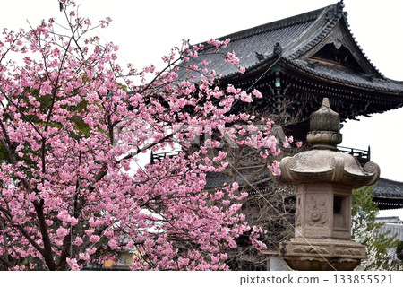 紅梅盛開的清涼寺 紅梅盛開的清涼寺 133855521