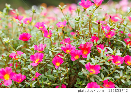 A pink flower field filled with blooming portulaca 133855742