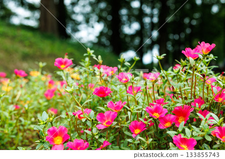 A pink flower field filled with blooming portulaca 133855743