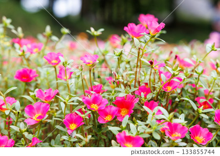 A pink flower field filled with blooming portulaca 133855744