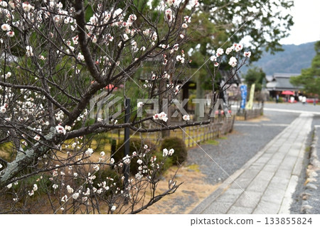 White plum blossoms bloom at Seiryoji Temple 133855824