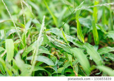 Close-up of a praying mantis camouflaged in grass Close-up of a praying mantis camouflaged in grass 133855839