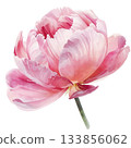 Watercolor pink peony flower 133856062