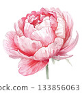 Watercolor pink peony flower 133856063