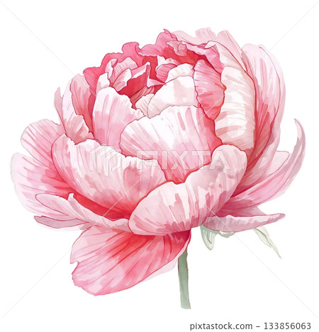 Watercolor pink peony flower 133856063