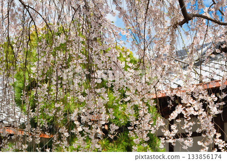 京都本滿寺的垂枝櫻花（京都府京都市上京區） 133856174