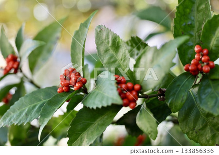 The red fruit fruit 133856336