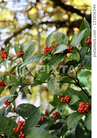 Senryo with red berries 133856340