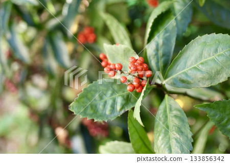 The red fruit fruit 133856342