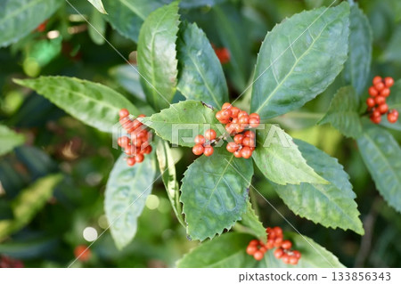 Senryo 與紅色漿果 133856343