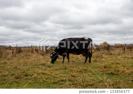 Dairy cow grazes freely in an autumn meadow. The cow eats grass and hay against the backdrop Dairy cow grazes freely in an autumn meadow. The cow eats grass and hay against the backdrop 133856377
