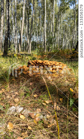 Colony of young honey mushrooms on a fallen tree in the forest. A pile of forest honey mushrooms in early autumn. Colony of young honey mushrooms on a fallen tree in the forest. A pile of forest honey mushrooms in early autumn. 133856379