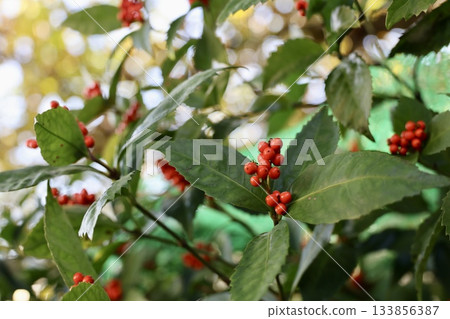 The red fruit fruit 133856387
