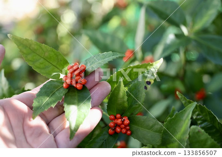 一隻女人的手撫摸著一株燈籠樹 133856507