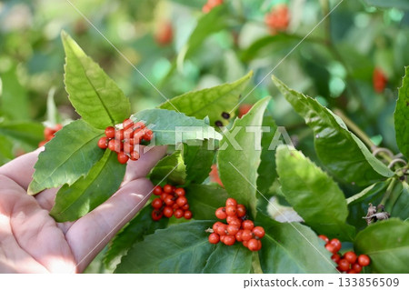 一隻女人的手撫摸著一株燈籠樹 133856509