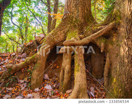 Landscape with tree roots 133856534