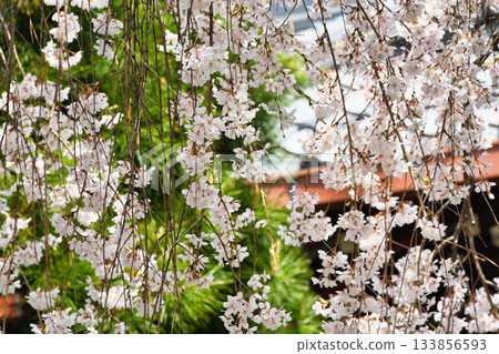 京都本滿寺的垂枝櫻花（京都府京都市上京區） 133856593