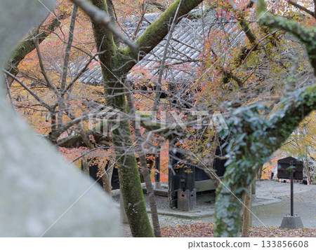 Late autumn, Akizuki Castle ruins, Kuromon Gate seen through a stone lantern Late autumn, Akizuki Castle ruins, Kuromon Gate seen through a stone lantern 133856608