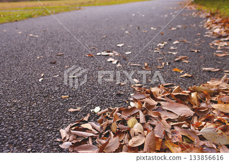 dead leaves fallen on the road dead leaves fallen on the road 133856616