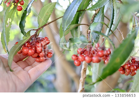 女人的手拿著萬陵 133856653