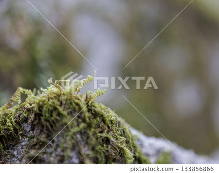 Moss of Ishigaki 133856866