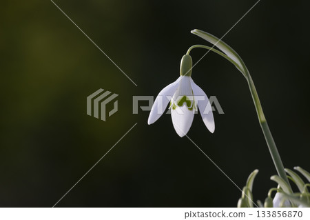Snowdrop flowers bloom in the Netherlands, showcasing delicate beauty during early spring 133856870