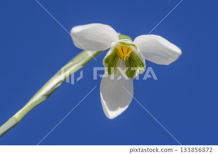 Snowdrop blooms in the clear blue sky of the Netherlands during springtime Snowdrop blooms in the clear blue sky of the Netherlands during springtime 133856872