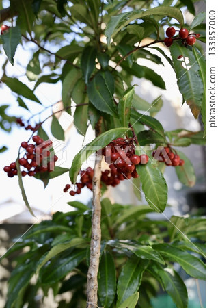 曼喬用紅色水果 133857000