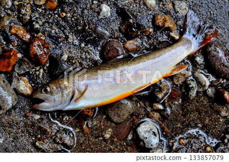 A beautiful white trout caught in the Arakawa River that flows next to the Otome Mine A beautiful white trout caught in the Arakawa River that flows next to the Otome Mine 133857079
