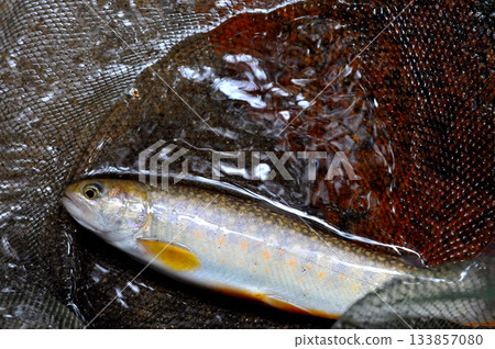 A beautiful white trout caught in the Arakawa River that flows next to the Otome Mine A beautiful white trout caught in the Arakawa River that flows next to the Otome Mine 133857080