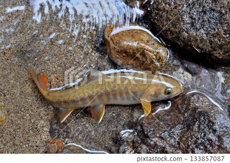 在流經乙女礦山的荒川中捕獲了一條美麗的白鱒魚 在流經乙女礦山的荒川中捕獲了一條美麗的白鱒魚 133857087