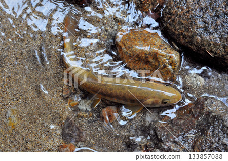 A beautiful white trout caught in the Arakawa River that flows next to the Otome Mine A beautiful white trout caught in the Arakawa River that flows next to the Otome Mine 133857088