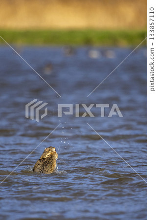 European hare swims in the waters of Eempolder in Eemnes, Netherlands during a sunny day 133857110