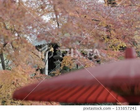 Late autumn, Akizuki Castle ruins, red umbrella and autumn leaves, Kuromon Gate Late autumn, Akizuki Castle ruins, red umbrella and autumn leaves, Kuromon Gate 133857241