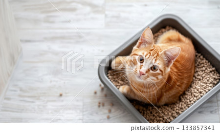 Cat sitting in a litter box with filler Cat sitting in a litter box with filler 133857341