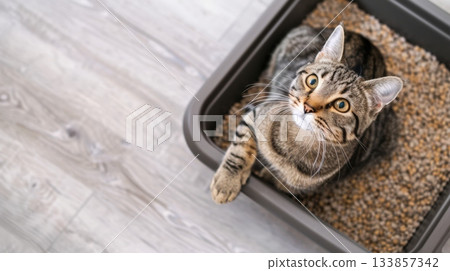 Cat sitting in a litter box with filler Cat sitting in a litter box with filler 133857342