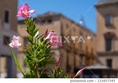 Streets and flowers in Lecce, Italy Streets and flowers in Lecce, Italy 133857545