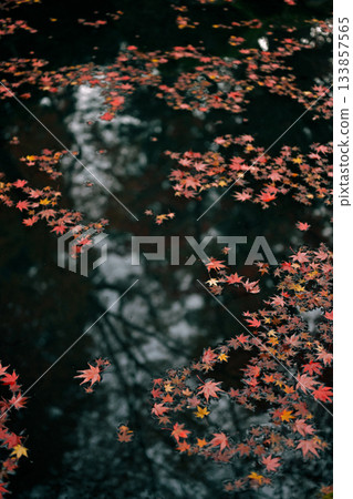 秋天的葉子漂浮在水面上 133857565