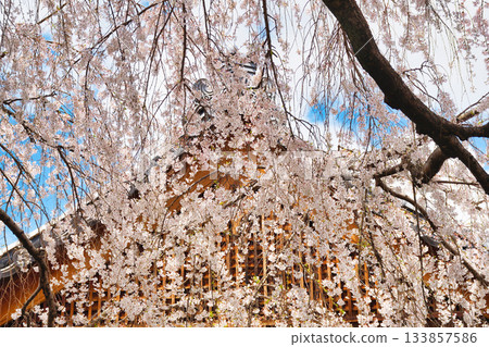 京都本滿寺的垂枝櫻花(京都府京都市上京區) 京都本滿寺的垂枝櫻花(京都府京都市上京區) 133857586