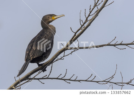 Great cormorant perched on branch against blue sky in the Netherlands during early morning hours Great cormorant perched on branch against blue sky in the Netherlands during early morning hours 133857662