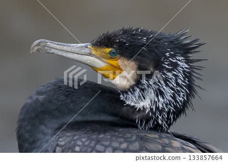 Great cormorant perched in the Netherlands with striking features and vivid colors 133857664