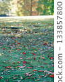 Morning lawn sprinkled with autumn colors Morning lawn sprinkled with autumn colors 133857800