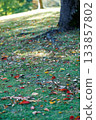 Morning lawn sprinkled with autumn colors Morning lawn sprinkled with autumn colors 133857802