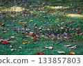 Morning lawn sprinkled with autumn colors Morning lawn sprinkled with autumn colors 133857803