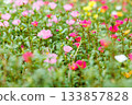 A colorful field of portulaca flowers A colorful field of portulaca flowers 133857828