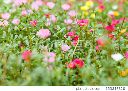 A colorful field of portulaca flowers A colorful field of portulaca flowers 133857828