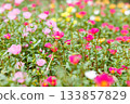 A colorful field of portulaca flowers A colorful field of portulaca flowers 133857829