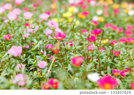 A colorful field of portulaca flowers A colorful field of portulaca flowers 133857829