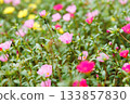A colorful field of portulaca flowers A colorful field of portulaca flowers 133857830