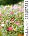 A colorful field of portulaca flowers A colorful field of portulaca flowers 133857831